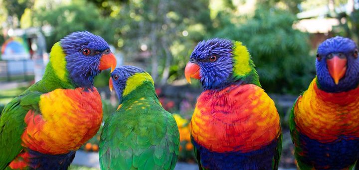 Currumbin Wildlife Sanctuary